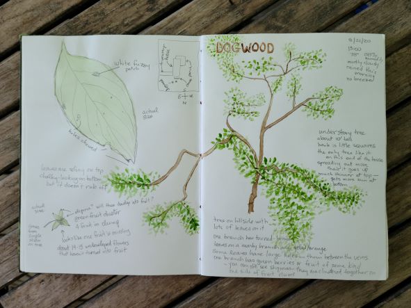 nature journal