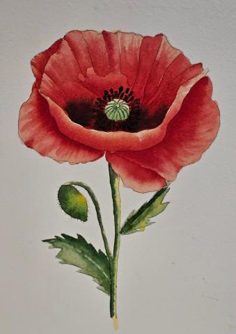 a watercolor of a rose