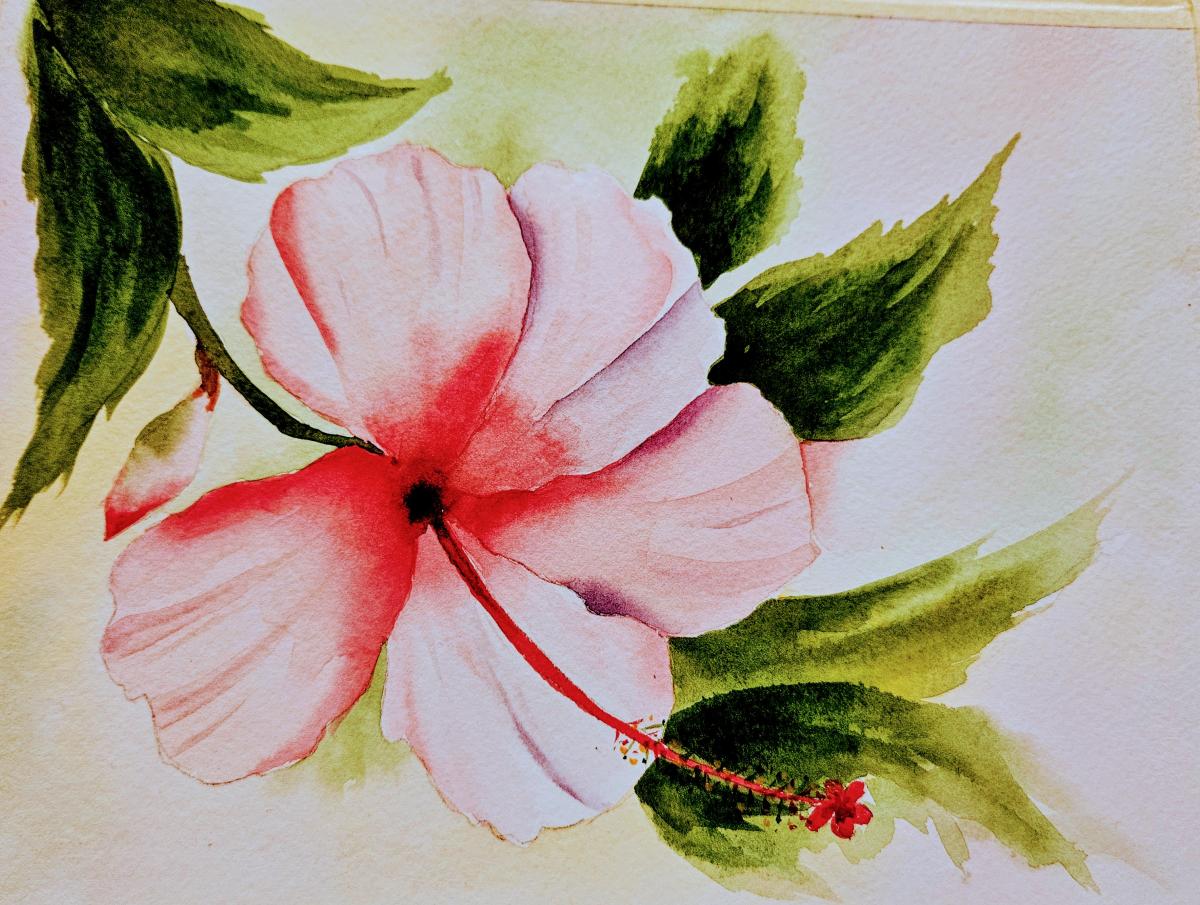 hibiscus